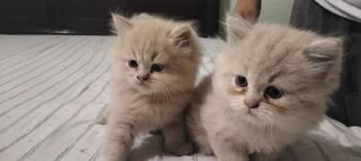 Cat/Kittens