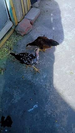 Aseel chicks  colour brown and cheena 0