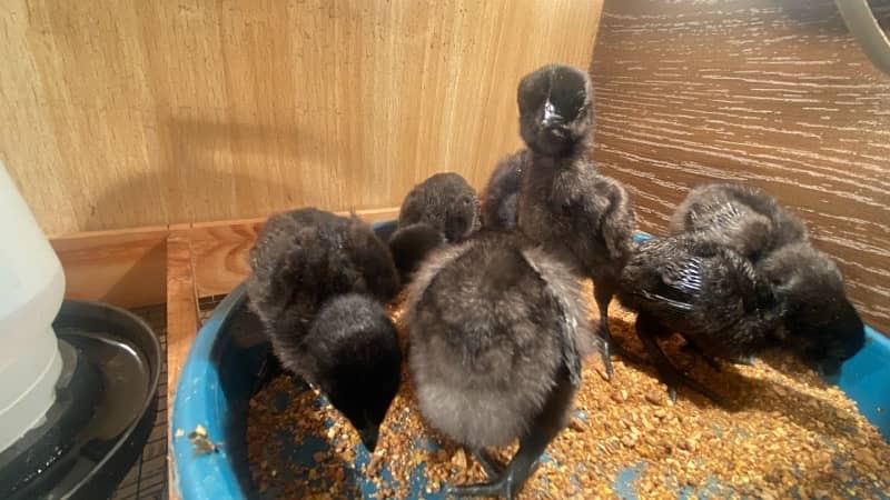 ayam cemani grey tongue chicks 0