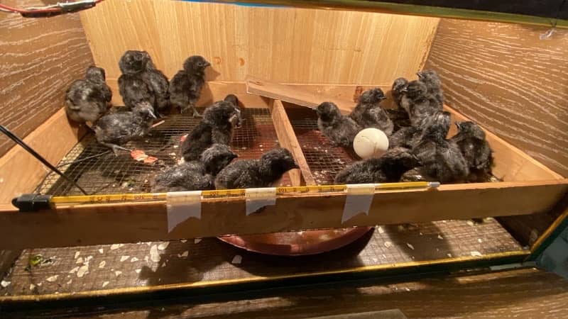 ayam cemani grey tongue chicks 1