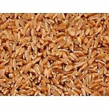 Wheat 3