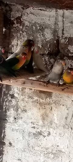 love birds 03354932577