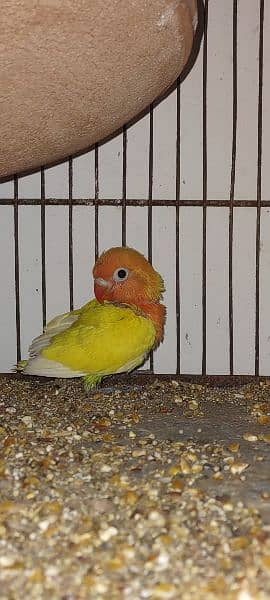 yellow fisher breeder pair with 1 chick and eggs 2