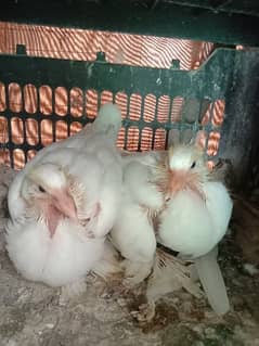 pigeon pom Chicks