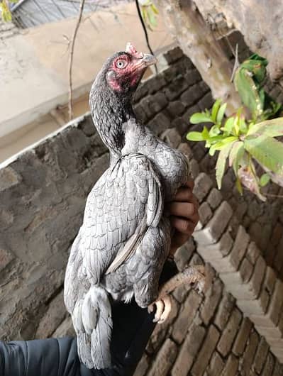 Mian wali aseel Salyti hen available for sale in Rawalpindi.