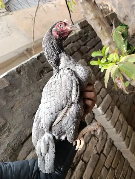 Mian wali aseel Salyti hen available for sale in Rawalpindi. — photo 2