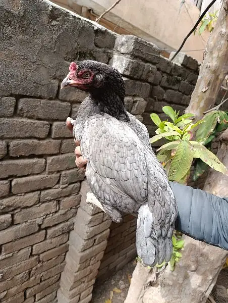 Mian wali aseel Salyti hen available for sale in Rawalpindi. — photo 3