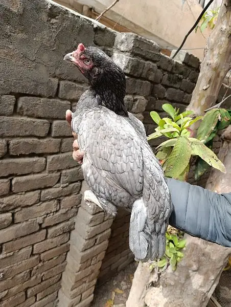 Mian wali aseel Salyti hen available for sale in Rawalpindi. — photo 4