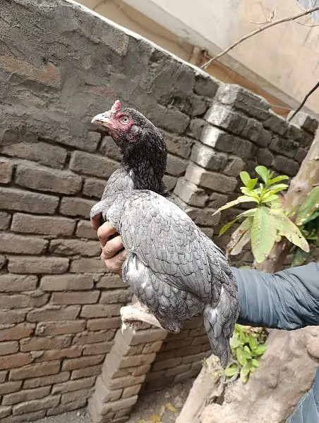 Mian wali aseel Salyti hen available for sale in Rawalpindi. — photo 5