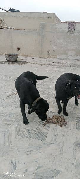 Dogs selling 2