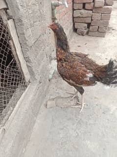 Aseel murghi+ 3 chicks