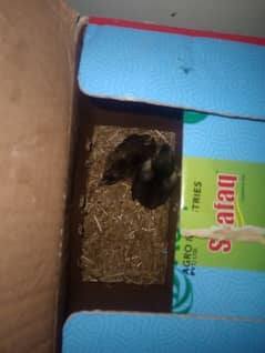 Aseel chicks for sale 3 pieces available