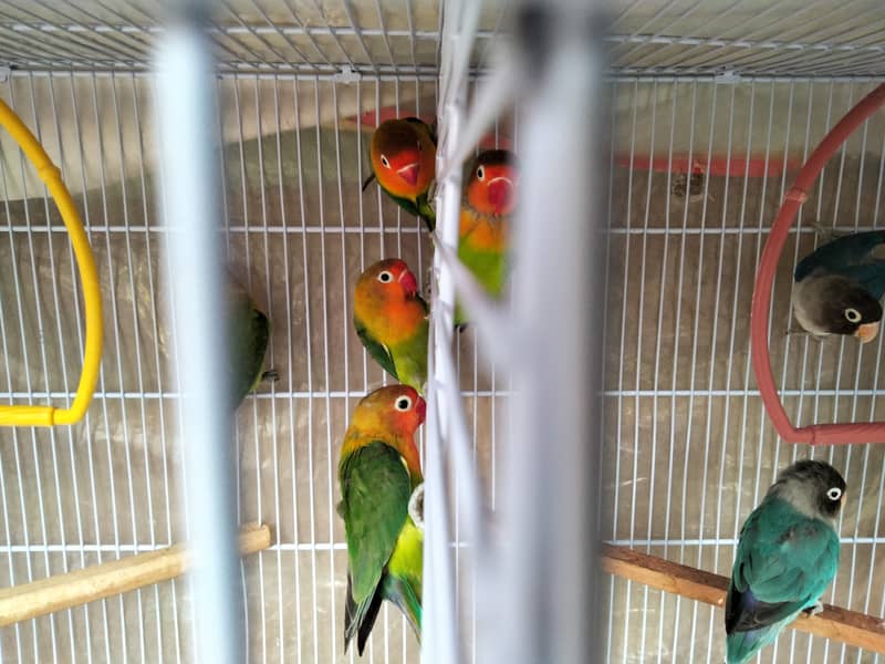 Cage and box and lovebirds 5