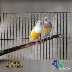 Finches and Lovebirds Pairs for Sale