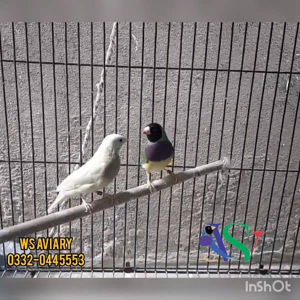 Finches and Lovebirds Pairs for Sale 1