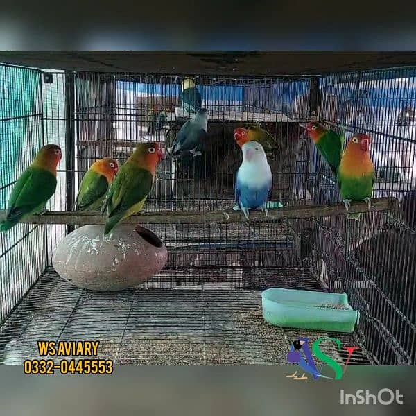 Finches and Lovebirds Pairs for Sale 4