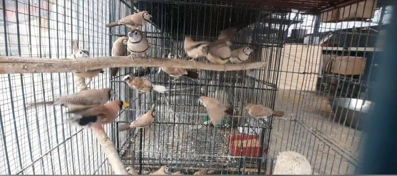 Finches and Lovebirds Pairs for Sale 5