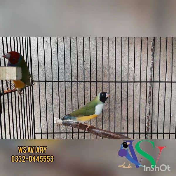 Finches and Lovebirds Pairs for Sale 11