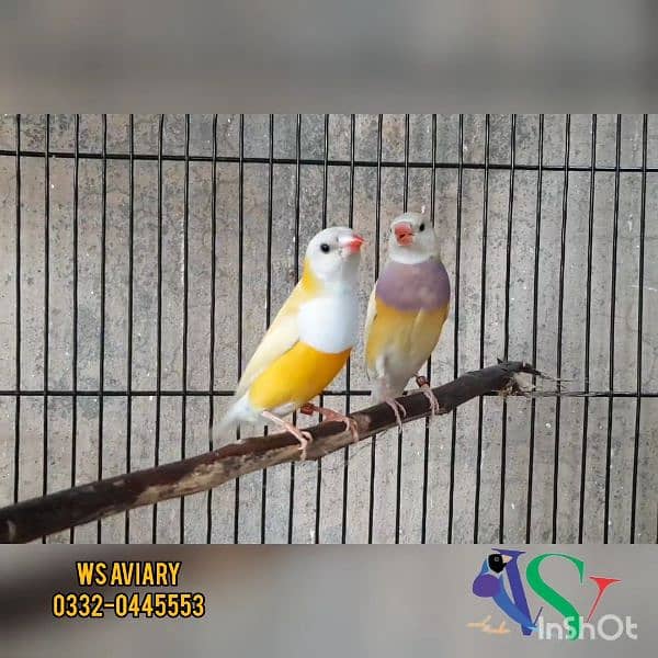 Finches and Lovebirds Pairs for Sale 12