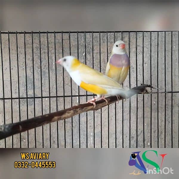 Finches and Lovebirds Pairs for Sale 13