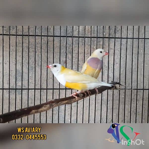 Finches and Lovebirds Pairs for Sale 14