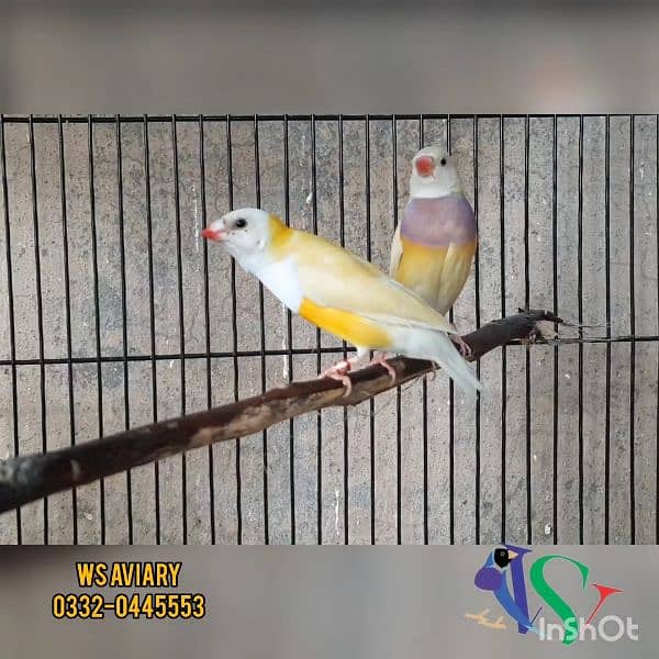 Finches and Lovebirds Pairs for Sale 15