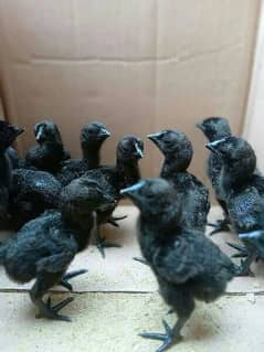ayam cimani and white heera aseel chicks for sale