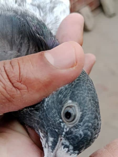 baby pigeons for sale 2