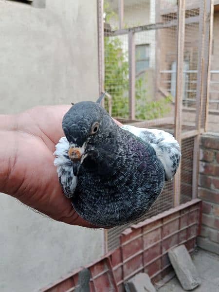 baby pigeons for sale 4