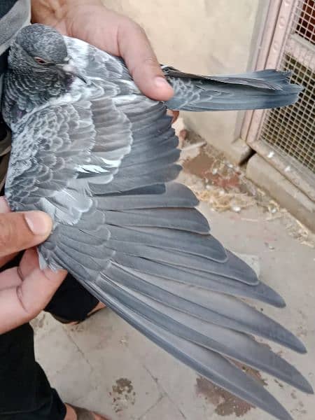 baby pigeons for sale 6