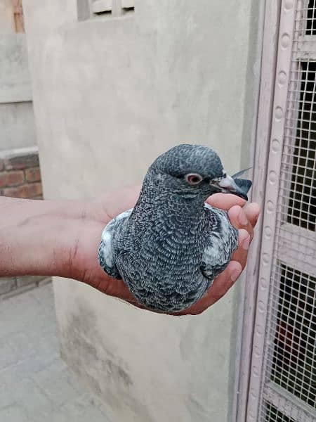 baby pigeons for sale 10