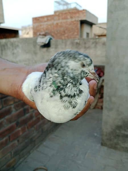 baby pigeons for sale 11