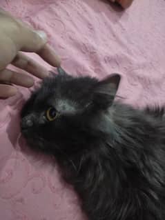 cat black persian male 1 year 0