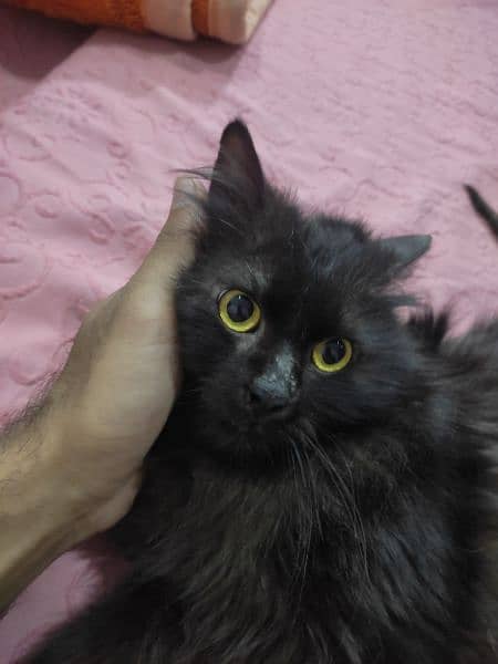 cat black persian male 1 year 1
