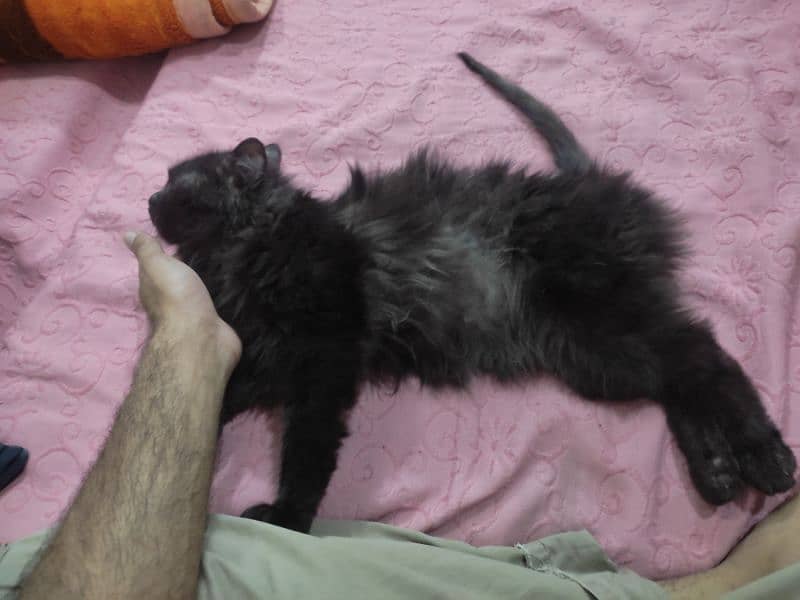 cat black persian male 1 year 2