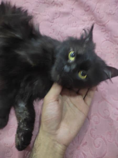 cat black persian male 1 year 3