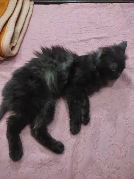 cat black persian male 1 year 4