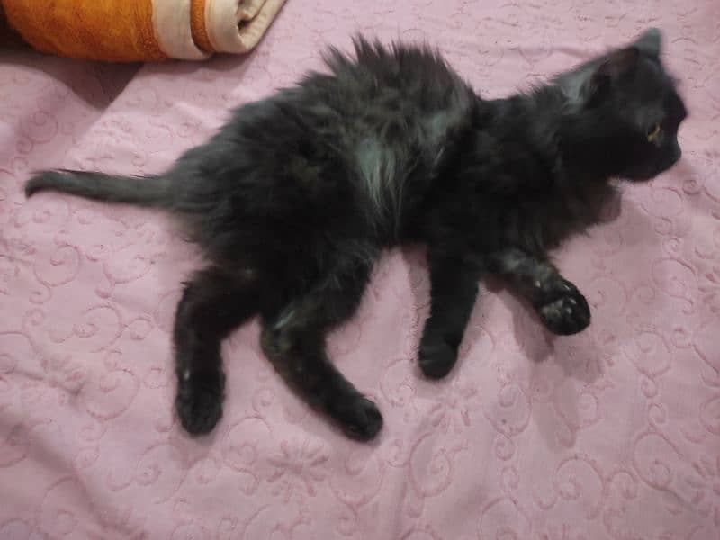 cat black persian male 1 year 5