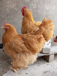 Golden Buff, Ayam Cemani, Silver Sebright, Bantam pair