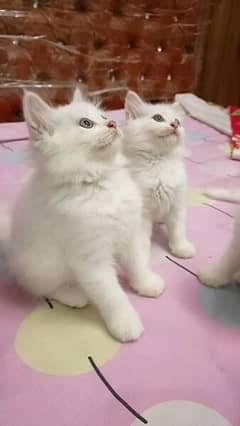 Persian cat kittens Orignal