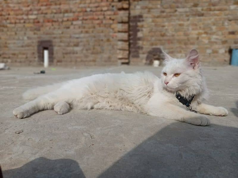 Persian female cat white in white colour 1