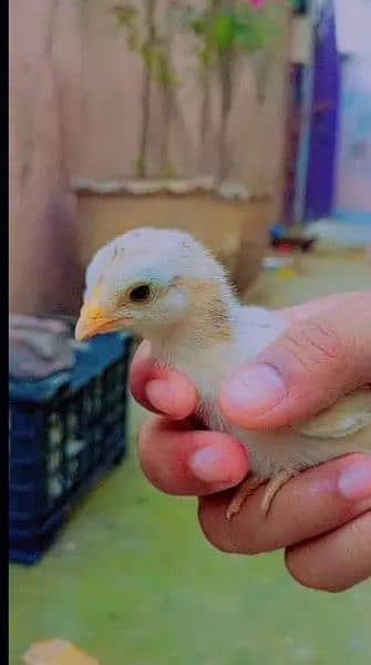 Aseel mianwali chicks fresh active nd healthy 0