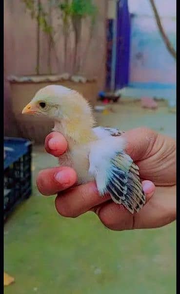Aseel mianwali chicks fresh active nd healthy 3