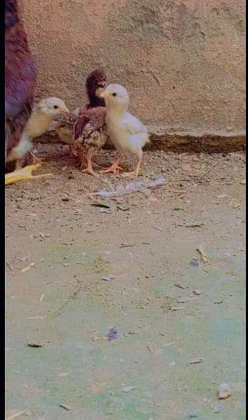 Aseel mianwali chicks fresh active nd healthy 4