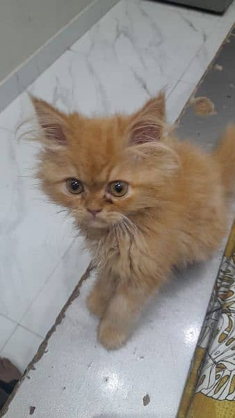 baby cat real age 3 to 4 months hai vaccinated 1