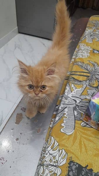 baby cat real age 3 to 4 months hai vaccinated 2