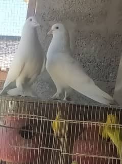 All fancy pigeons