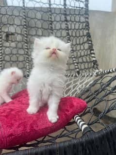 Persion triple coat white kitten available