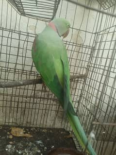 Pahari parrot male for sale in Bwp