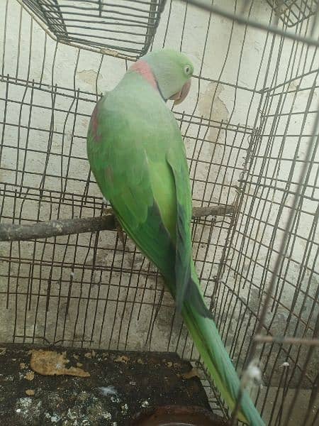 Pahari parrot male for sale in Bwp 0